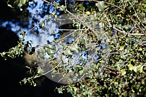 PRUNUS ILICIFOLIA LEAF - RED ROCK CP MRCA - 030421 A