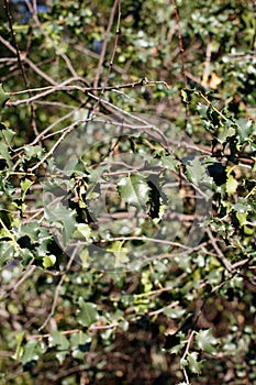 PRUNUS ILICIFOLIA LEAF - RED ROCK CP MRCA - 030421 B