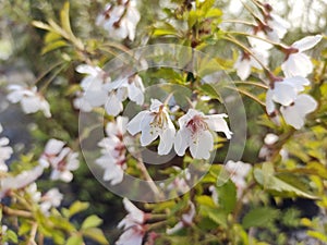 Prunus incisa 'Kojo-no-mai'