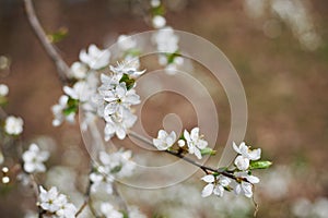 Prunus insititia in bloom, white 5-petaled blossoms of a plum tree, plum tree flowering