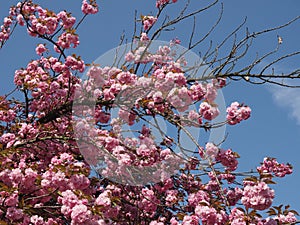prunus kanzan cherry tree