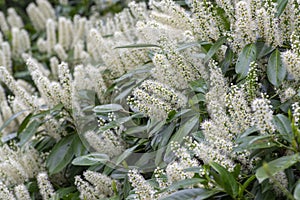 Prunus laurocerasus cherry laurel flowering plants, group of white flowers on bush branches in bloom, green leaves