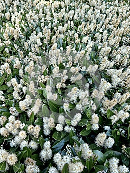 Prunus laurocerasus,  cherry laurel,  shrubs blossoms in the springtime.