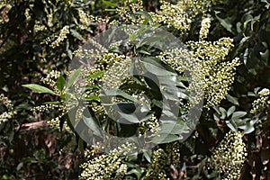 Prunus lusitanica shrub in bloom