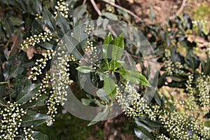 Prunus lusitanica shrub in bloom