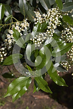 Prunus lusitanica shrub in bloom