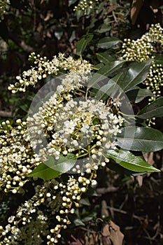 Prunus lusitanica shrub in bloom