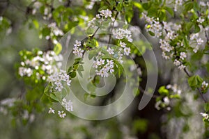 Prunus mahaleb cherry white flowering tree branches, beautiful small bunches of flowers with petals in bloom, green leaves
