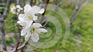 Prunus mume, Japanese apricot flower