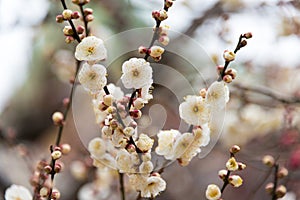 Prunus mume at Kitano Tenmangu Shrine in Kyoto, Japan. The shrine was built during 947AD by the