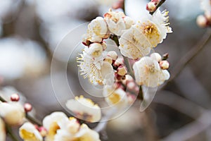 Prunus mume at Kitano Tenmangu Shrine in Kyoto, Japan. The shrine was built during 947AD by the