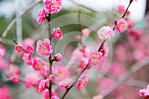 Prunus mume at Kitano Tenmangu Shrine in Kyoto, Japan. The shrine was built during 947AD by the