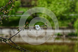 Prunus mume or Ume flower in Morarilor Park in Bucharest