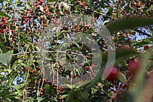 Prunus padus also known as bird cherry fruits on a branches close-up