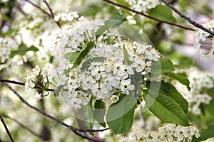 Prunus padus(Bird Cherry) blossoming in spring