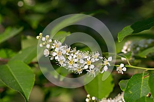 Prunus padus, bird cherry flowers closeup selective focus