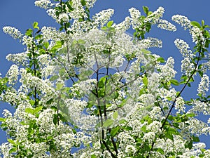 Prunus padus, bird cherry, hackberry, hagberry, or Mayday tree