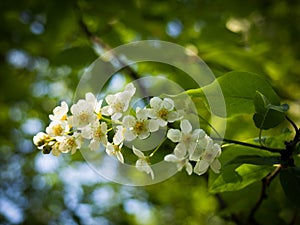 Prunus padus bird cherry, hackberry, hagberry, or Mayday tree