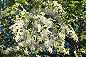 Prunus padus, bird cherry, hackberry, hagberry, or Mayday tree is a flowering plant. It is a species of cherry, a