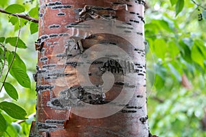 Prunus padus, bird cherry, hackberry, hagberry, Mayday tree golden bark of trunk in green forest