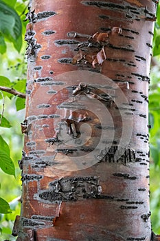 Prunus padus, bird cherry, hackberry, hagberry, Mayday tree golden bark of trunk in green forest