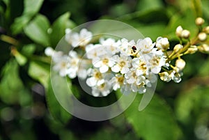 Prunus padus bird cherry, hackberry, hagberry, Mayday tree tree blossom flowers and green leaves close up detail on blurry gray