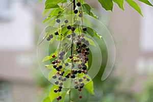 Prunus padus bird cherry hackberry tree branches with hanging black and red fruits, green leaves in autumn daylight