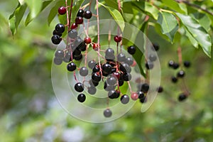 Prunus padus bird cherry hackberry tree branches with hanging black and red fruits, green leaves in autumn daylight