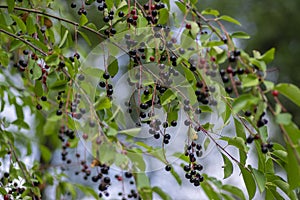 Prunus padus bird cherry hackberry tree branches with hanging black and red fruits, green leaves in autumn daylight