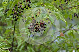 Prunus padus bird cherry hackberry tree branches with hanging black and red fruits, green leaves in autumn daylight