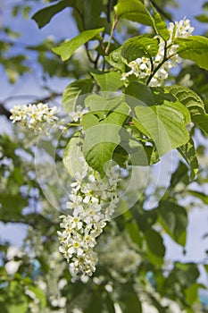 Prunus padus branch with white flowers