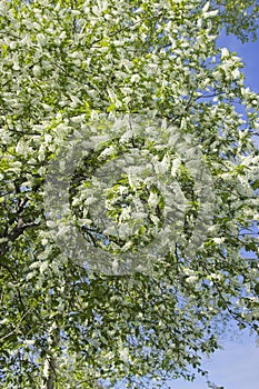 Prunus padus branch with white flowers