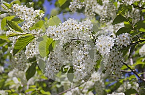 Prunus padus branch with white flowers