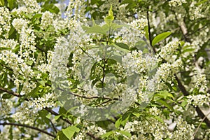 Prunus padus branch with white flowers