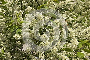 Prunus padus branch with white flowers