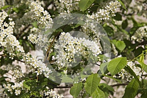 Prunus padus branch with white flowers