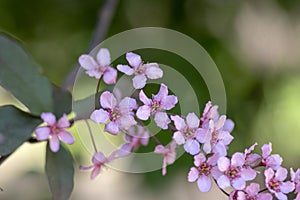 Prunus padus colorata pink flowering cultivar of bird cherry hackberry tree, hagberry mayday tree in bloom in sunlight