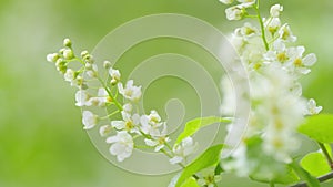 Prunus padus grows and blooms in the garden in spring. Hagberry or mayday tree. Spring blooming. Slow motion. photo