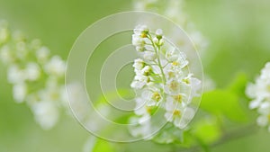 Prunus padus or known as bird cherry. Bird cherry in bloom. Flowering plant in the rose family rosaceae. Slow motion. photo