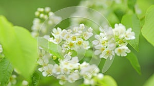 Prunus padus or known as bird cherry. Bird cherry in bloom. Flowering plant in the rose family rosaceae. Slow motion. photo