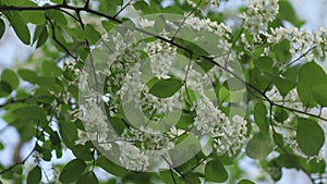 Prunus padus, known as bird cherry, hackberry, hagberry, or Mayday tree, is flowering plant in rose family Rosaceae