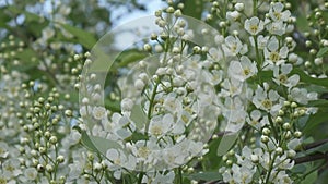 Prunus padus, known as bird cherry, hackberry, hagberry, or Mayday tree, is flowering plant in rose family Rosaceae