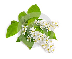 Prunus padus, known as bird cherry, hackberry, hagberry, or Mayday tree. Flowers. Isolated on white background photo