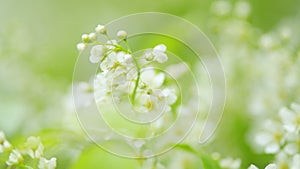 Prunus padus. Twigs with racemes of white flowers and green leafs of a bird cherry tree. Slow motion.