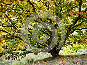 Prunus Pandora Tree