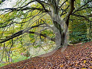 Prunus Pandora Tree