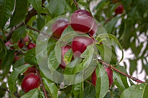 Prunus persica nucipersica tree branches full of red fruits, ripening smooth skin peaches on the tree