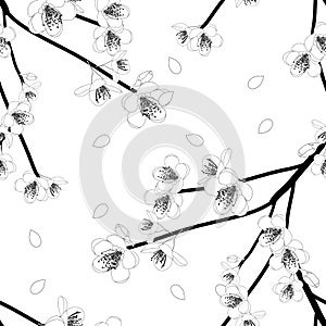 Prunus persica Outline - Peach Flower Blossom on White Background. Vector Illustration