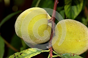 Prunus persica, Peach