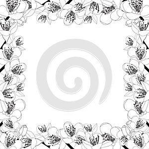 Prunus persica - Peach Flower Blossom Outline Border isolated on white Background. Vector Illustration.